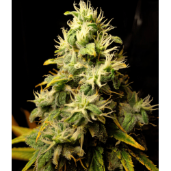 AK-47 (Auto.fem.) 1 шт. / АК-47 / 2025 (дрібне насіння)