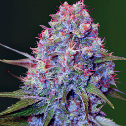 Карамелька (Auto.Fem.) 1 шт. / Caramelino 2023