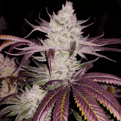 Печиво Гьорлскаутів (Auto.Fem.) 1 шт. / Girl Scout Cookies 2025